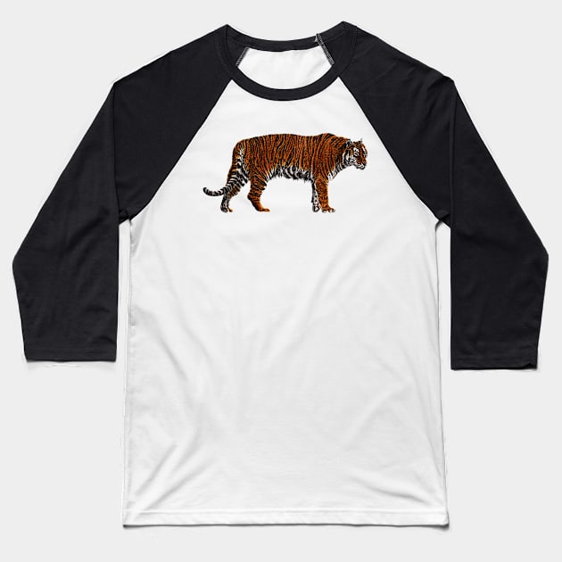 Amur tiger colour drawing Baseball T-Shirt by lorendowding